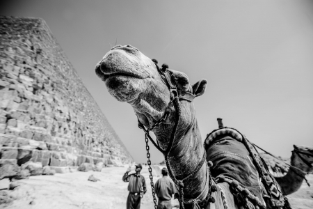 Giza Pyramids