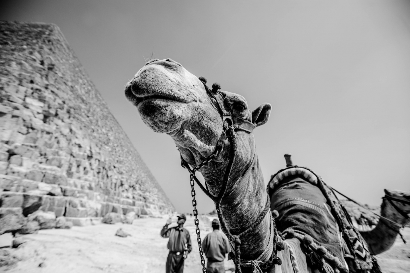 Camel ride around Giza pyramids